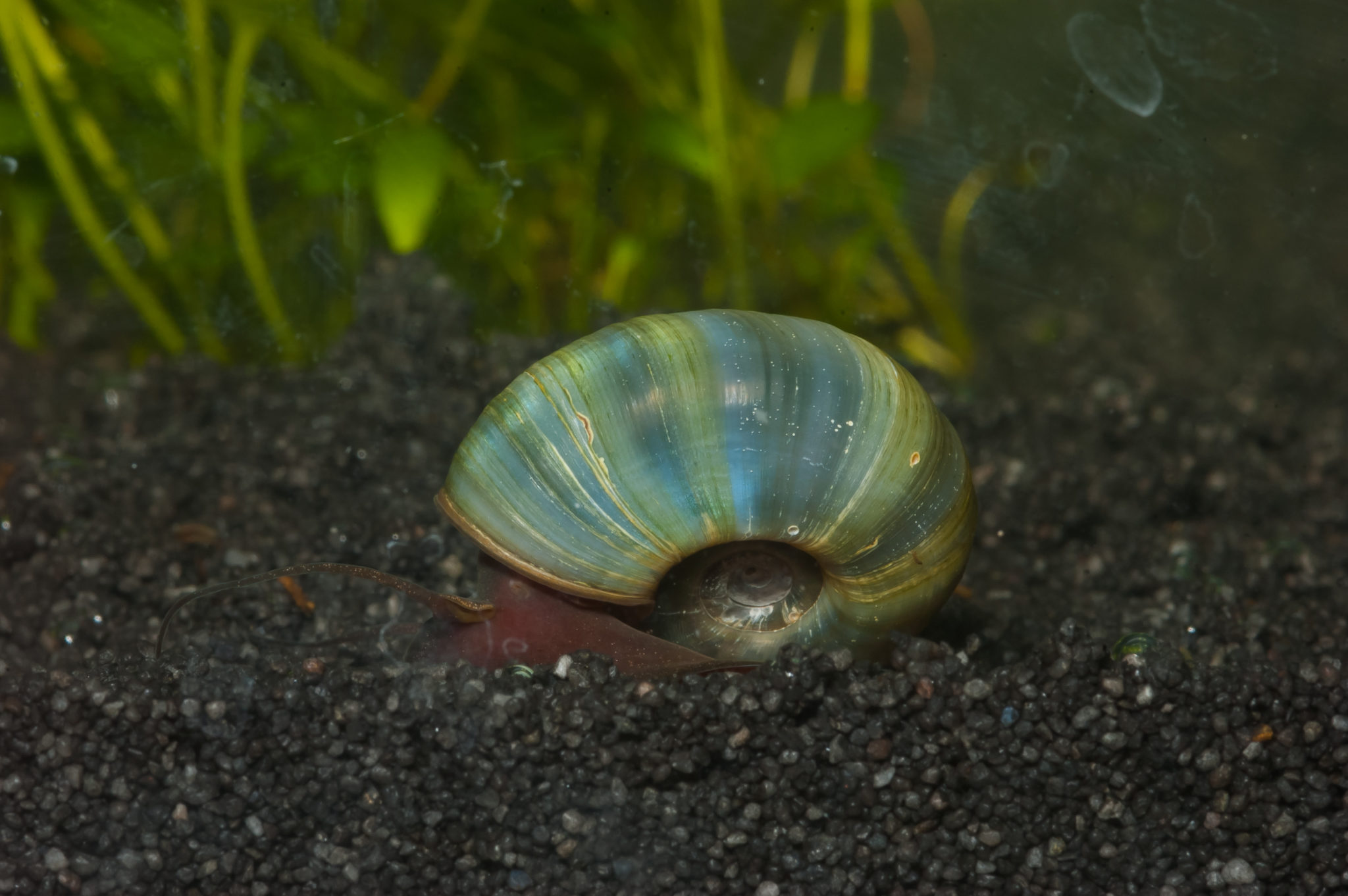 Posthornschnecke Blau