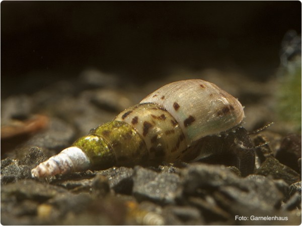 Turmdeckelschnecke